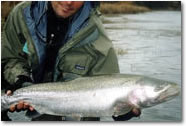 Alaskan silver salmon
